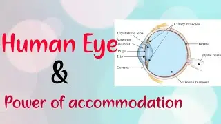 Power of accommodation Hindi, Human eye, Human eye and colourful world, cbse, class10