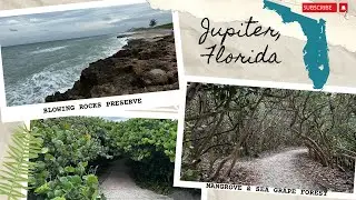 Blowing Rocks Preserve Jupiter, Florida--I Hiked In A Mangrove Forest!