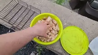 Кальмарчик на решетке.