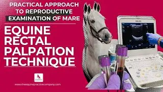 Equine Rectal Palpation Technique: How to Evaluate the Mare Reproductively