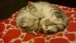 Cat and piano song