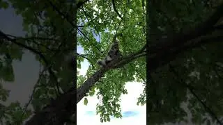 Домашняя рыся на прогулке