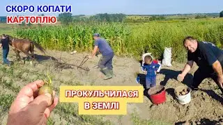 Наші сорти картоплі. Скоро копати наш врожай