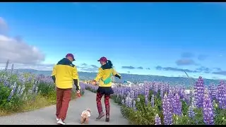 Lupine Flowers of Homer, Alaska 绚烂的鲁冰花海
