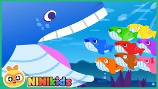 A Baby Whale Is Born! | meeting mom's whale | Baby | Learn Colors for Kids | Toddlers | NINIkids