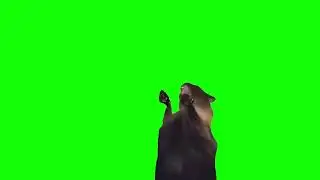 screaming cat meme (green screen)