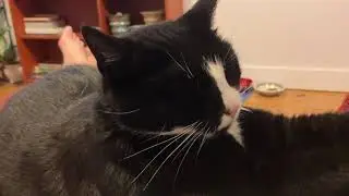 Kitty Shadow trapped my right arm whilst cuddling.