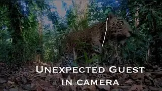 Unexpected guest in my camera .   #animals #leopard #cat #wildlife