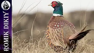 Great pheasant hunting on the Ili River