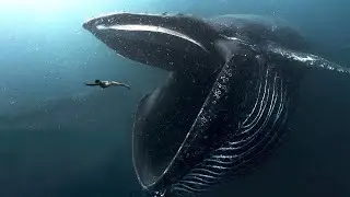TOP 10 MAIORES MONSTROS DO OCEANO DE TODOS OS TEMPOS