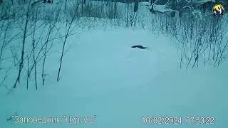 Речная Выдра  Фотоловушка заповедник НУРГУШ  С  В  Кондрухова