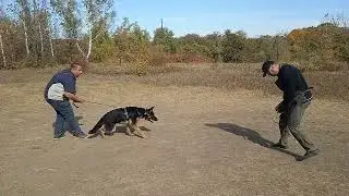 немецкая овчарка Гектор /первые атаки/