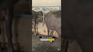 टॉप मुरा म्हशी विक्रीसाठी उपलब्ध #buffalo_dairy_farm #shorts #म्हैस_बाजार
