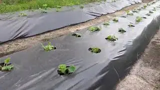 Грядка клубники , месяц после апрельской посадки.