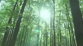Video Hutan Pohon Cinematic Tanpa Backsound