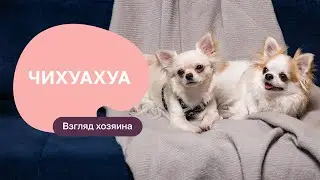 Chihuahuas – All About the Breed, Pros and Cons – Expectation/Reality Show