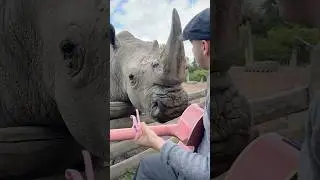 Couldn’t believe he let me pet him at the end 🥹❤️‍🩹 Merci 