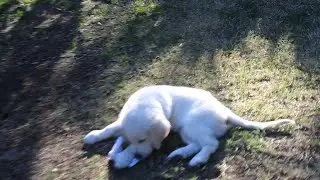 My puppy #puppy #dogs #dog #goldenretriever #viral #trending #englishcreamretriever