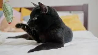 Baby Kittens Relaxing Cat Compilation Videos