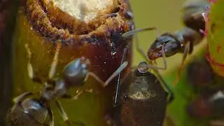 Ants 🐜 Milking 🍼 Aphids - Macro Videography - Panasonic Lumix + Raynox DCR-250 - Macro Shots