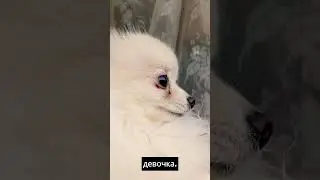 УГРОЖАЮ ШПИЦУ ДОЖДЕМ #shortsyoutube #shorts  #собака #dog #собаки #щенки #животные