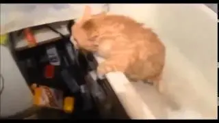 Смешнючие коты/смешные животные/смешные кошки