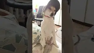 #####Бэт#####