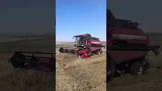 Уборочная пшеницы. 2024
