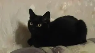 Кошка Сашка