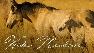 Wide Meadows (Official Music Video)
