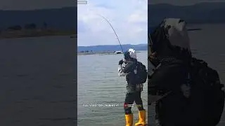 Lihat joran nya sampai melengkung !! #mancing #fishing