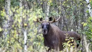 ELK HUNTING. RUN. (SEARCH FOR THE ANIMAL)