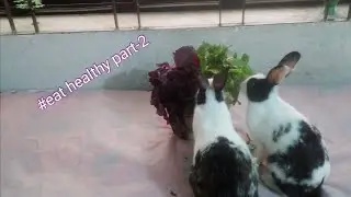 Eat healthy part -2 by bunnies. Eating red leafs #subscribe_please