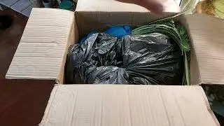 Рослини для ставка