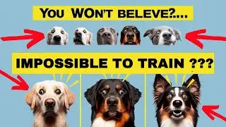 You WON'T Believe These Impossible to Train Dog Breeds! SHOCKING - TOP 15 DOG BREEDS