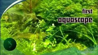 Kenangan aquascape pertama #aquascape1rd