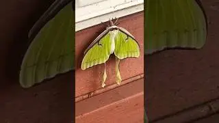 LUNA Moth!! #bughuntingadventures