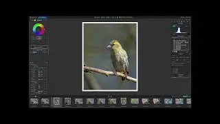 DxO Photolab 9.6 Update - New AI Masking Features for Editing Wildlife Photography