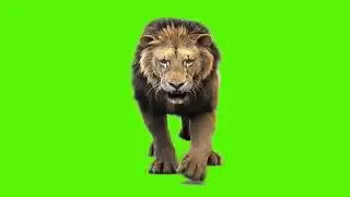 Lion green screen video