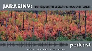 Jarabiny - nenápadní záchrancovia lesa