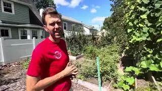 Garden Tour, August 2023 (Zone 7a)