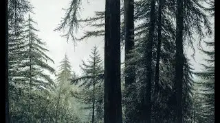 Painting Big Sur Redwoods