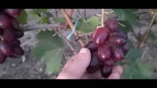 НОВИНКА!!! ГФ Винограда КОРОЛЬ ЛИР (Калугин В.М.). 20.09.2023г.