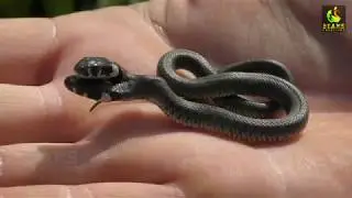 Two Head Snake | Polycephaly Snake | Snake Video