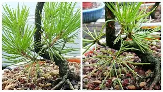 Growing Japanese Black Pine From Seed for Bonsai decandling summer 2024