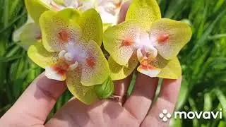 Орхидея бабочка 🦋🧚‍♂️💐 Phal. Yaphone Green Batman(= Brother Sara Gold ×Chiada Spark)