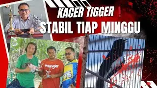 KACER TIGER ‼️ TIAP MINGGU SELALU STABIL JUARA