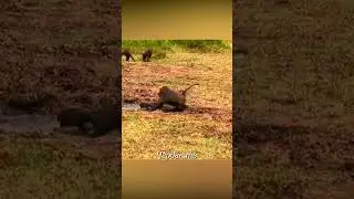 Как крокодил поймал бабуина.