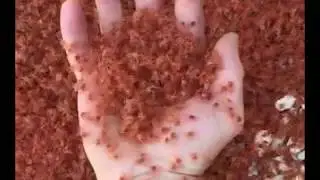 This Red Spectacle Is Incredible