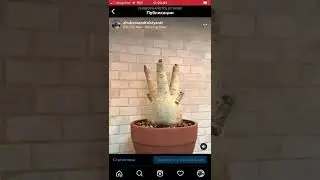 Прививаем мини на макси)🪴😇